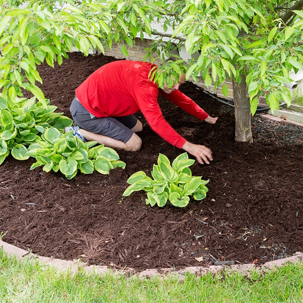 mulch installation a layer of mulch can effectively suppress weed growth by blocking sunlight and hindering weed germination and establishment